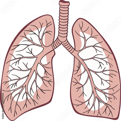 Lungs Human organs hand drawn vector illustration line art. Human lungs. Medical illustration. Vector on white background