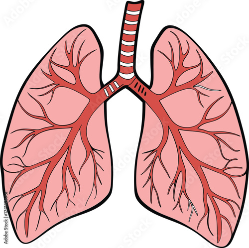 Lungs Human organs hand drawn vector illustration line art. Human lungs. Medical illustration. Vector on white background