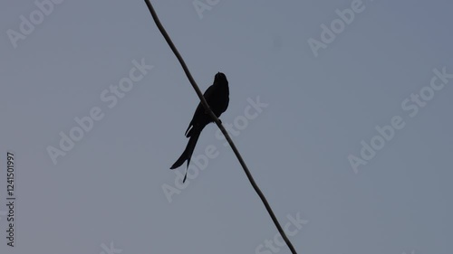 Black drongo (Dicrurus macrocercus) also known as the king crow birds sitting on the electric wire in the evening photo