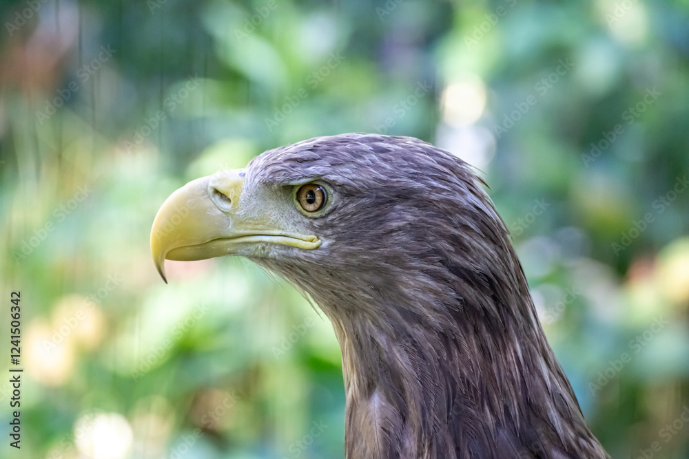 Head of bird white-tailed eagle close-up. Head of bird white-tailed eagle close-up.