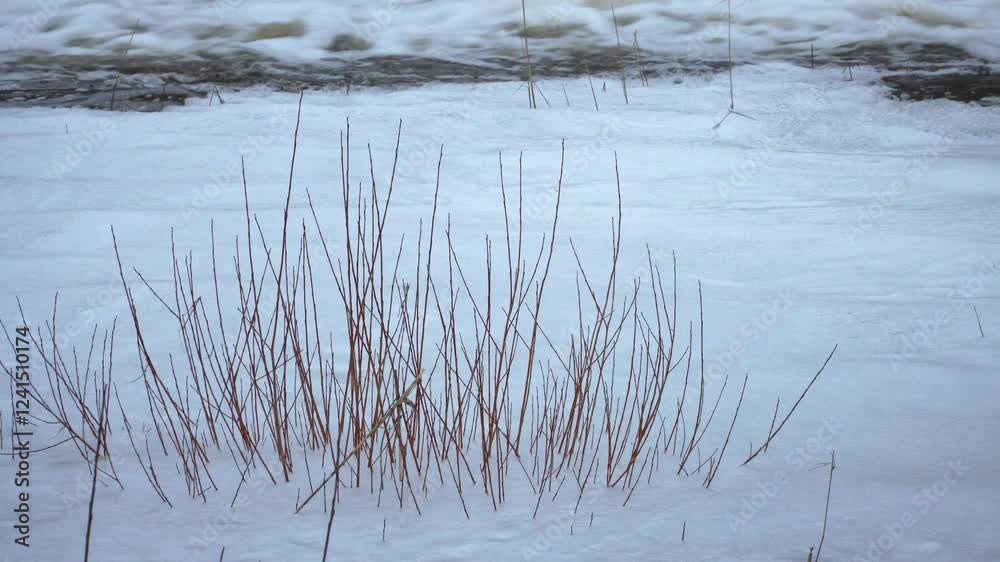 A foamy water streaming forcefully past a river dam, surrounded by bare shrubs and dry grass. The turbulent flow hints at recent rapids or a sudden break in the dam. A foamy water streaming forcefully past a river dam, surrounded by bare shrubs and dry grass. The turbulent flow hints at recent rapids or a sudden break in the dam.