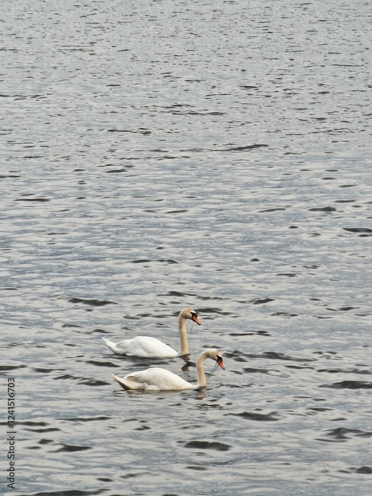 Fototapeta premium Swans on the lagoon.