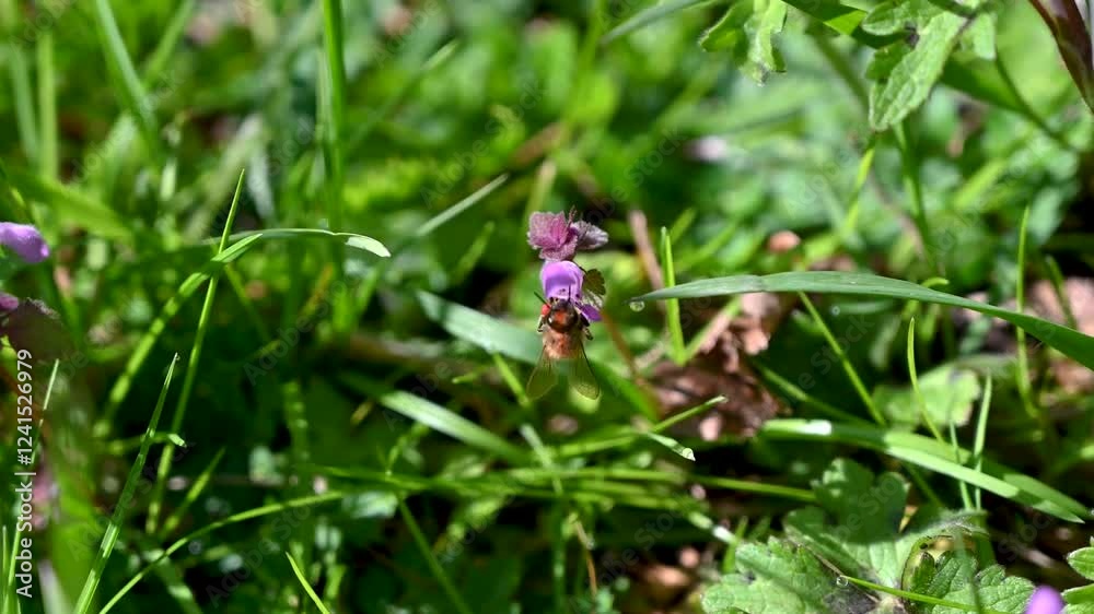 bee on a flower bee on a flower