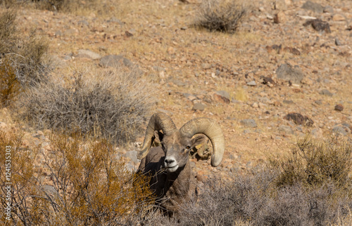 Desert Bighorn Sheep Ram in the Nevada Desert