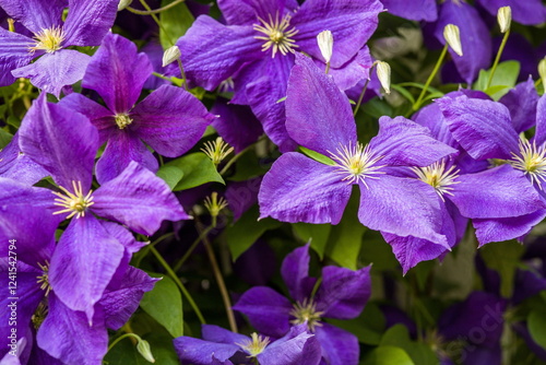 Close-up of striking purple Clematis flowers in bloom. Detailed view of their star-shaped petals and vibrant color.