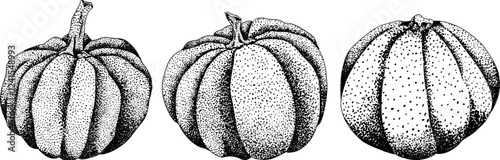 Hand drawn, vector, engraving illustration of different types of pumpkins. Autumn vegetable, fall gourd. Seasonal, Halloween and Thanksgiving decoration.	