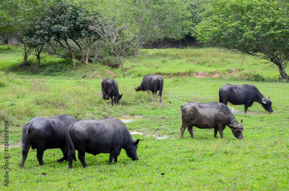 Group of Buffaloes grazing on green grass Group of Buffaloes grazing on green grass