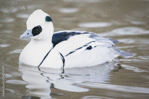 Portrait of a Smew (Mergellus albellus) male on water, The Netherlands photo