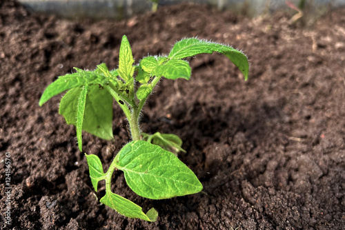 Bright green tomato plant in sunny greenhouse in spring