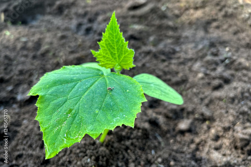 Young green seedlings of cucumber in a greenhouse in spring
