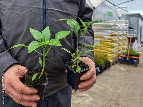 A man holds cups with green pepper seedlings in his hands