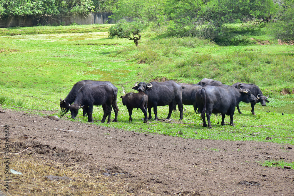 Fototapeta premium Group of Buffaloes grazing on green grass