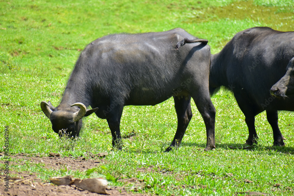 Group of Buffaloes grazing on green grass