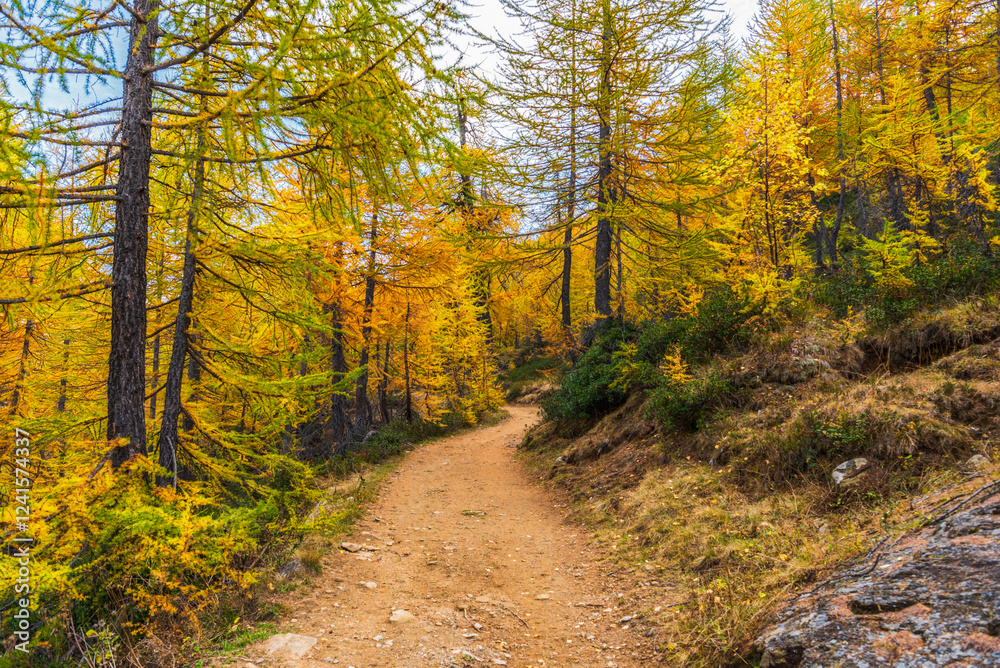 Obraz premium autumnal mountain landscape inside the Alpe Devero, Val D'Ossola, Verbania, Italia