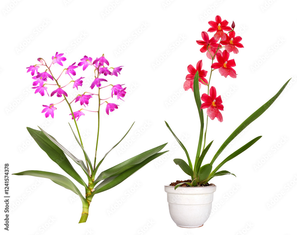 Naklejka premium Dendrobium and burragerara 'Nelly Isler' orchid