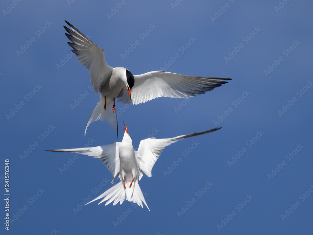 Common tern Common tern