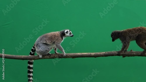 lemur attacks on green screen slow motion