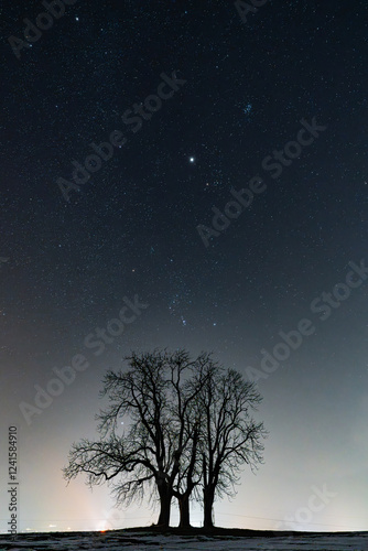 Einsamer Baum mit Sternenhimmel - Jupiter - Orion - Beteigeuze - Mürztal - Sankt Lorenzen photo