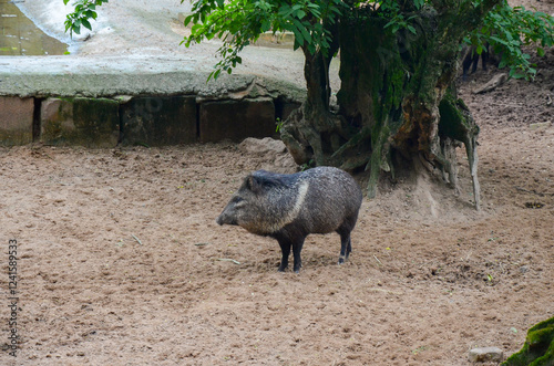 Collared Peccary walking around a zoo photo