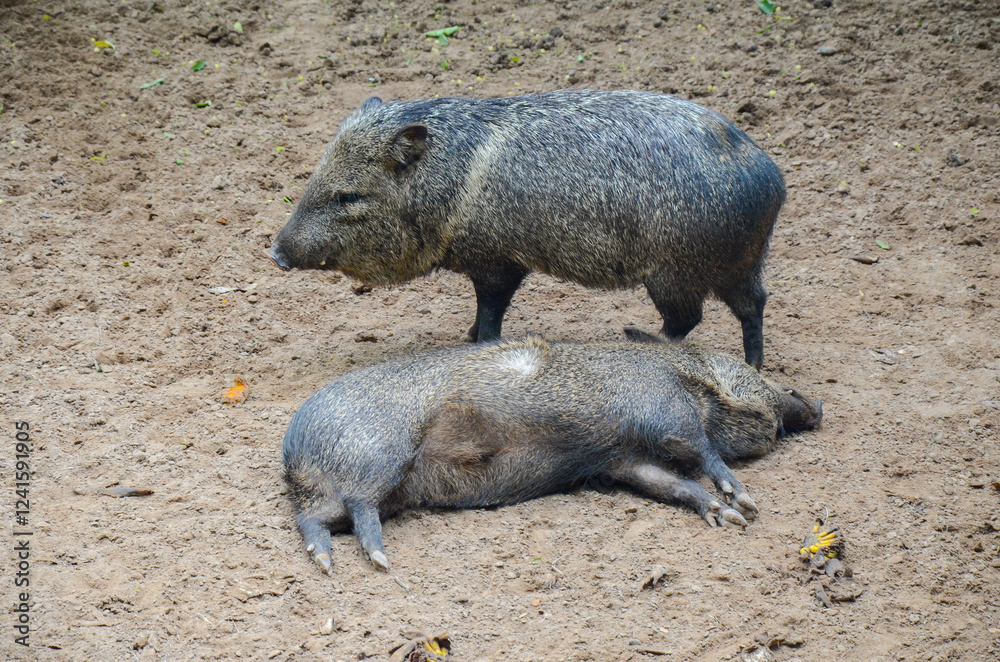 Group of Collared Peccary resting in zoo Group of Collared Peccary resting in zoo