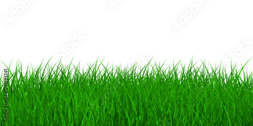 Green grass vector. EPS 10