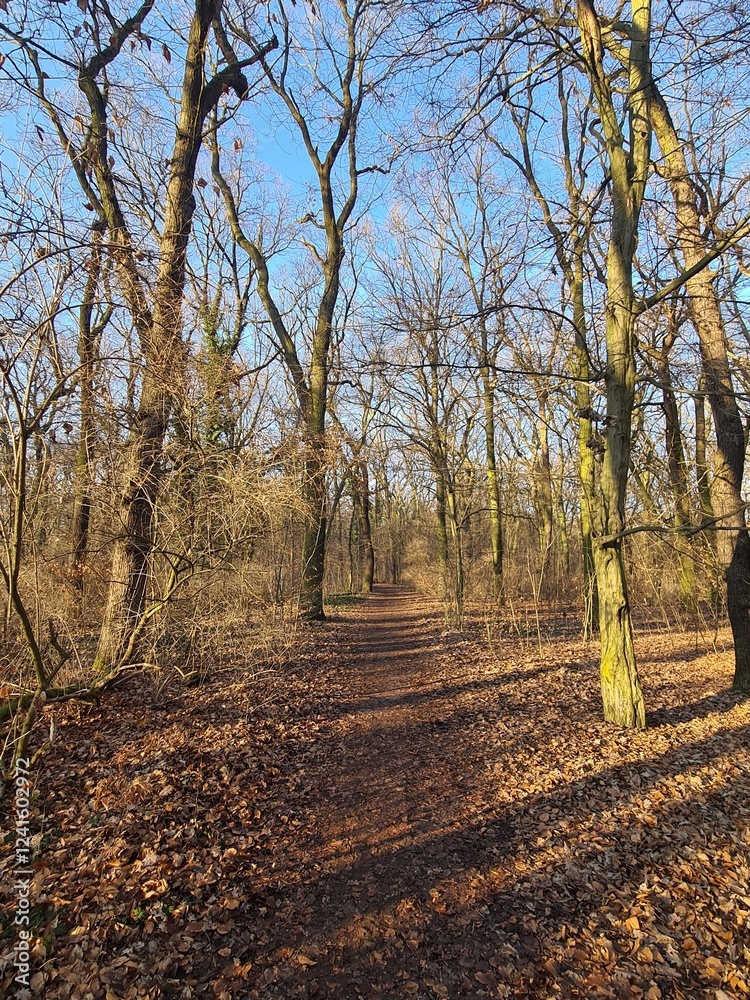 Naklejka premium der wundervolle Plänterwald in Berlin Treptow an einem sonnigen Wintertag