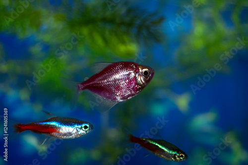 Aquarium  fish-ternetzi and neon swim. The Latin name Gymnocorymbus ternetzi and Paracheirodon innesi. Ternetium is purple, neon is blue-red. photo