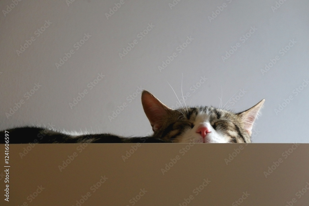 Cute tabby cat is sleeping on a cupboard at home. Selective focus.