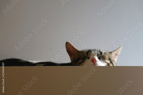 Obraz na płótnie Cute tabby cat is sleeping on a cupboard at home. Selective focus. w salonie