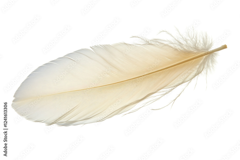 Fototapeta premium Light white feather 