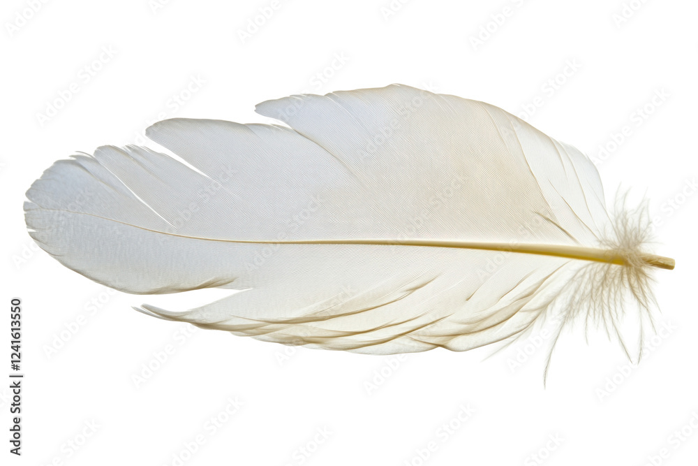Obraz premium Light white feather 