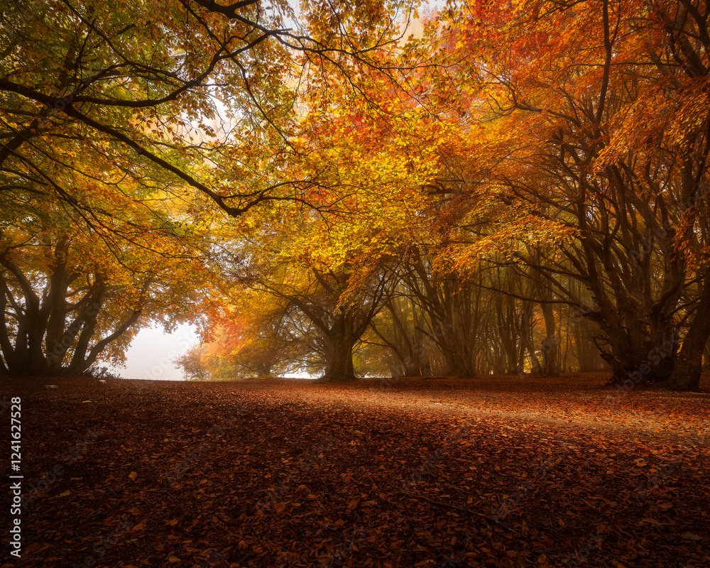 Naklejka premium Canfaito 