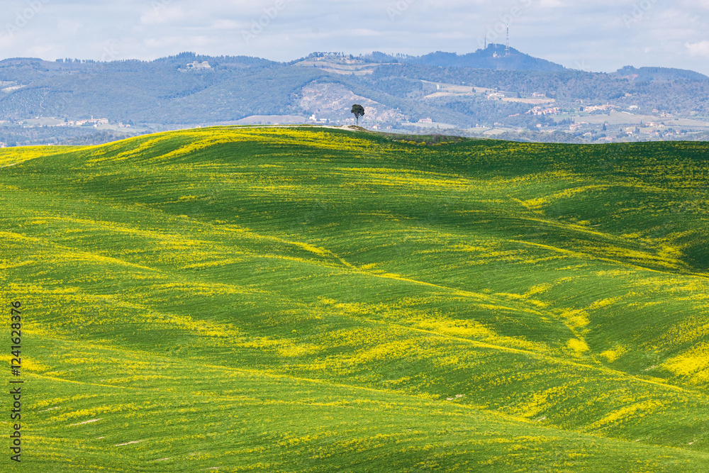 Obraz premium Paesaggio in Toscana con albero isolato
