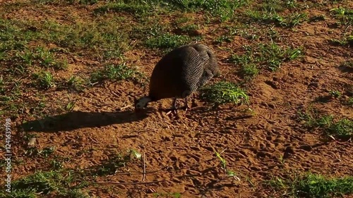 Beautiful black guinea fowl with white spots eating in the grass.