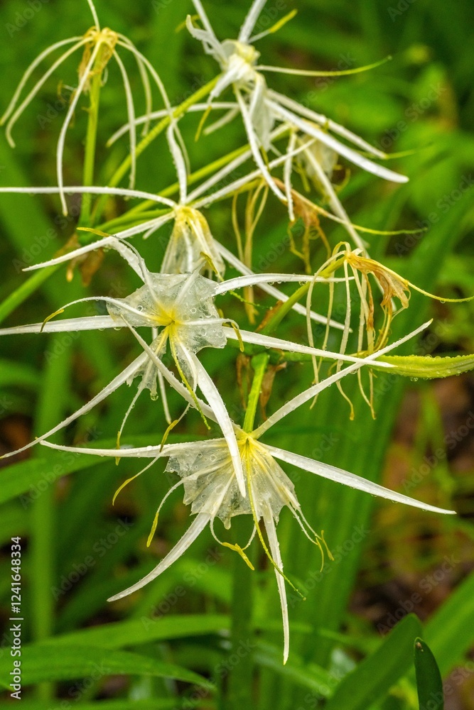 USA, Louisiana, Tensas National Wildlife Refuge. Swamp spider lily flowers. USA, Louisiana, Tensas National Wildlife Refuge. Swamp spider lily flowers.