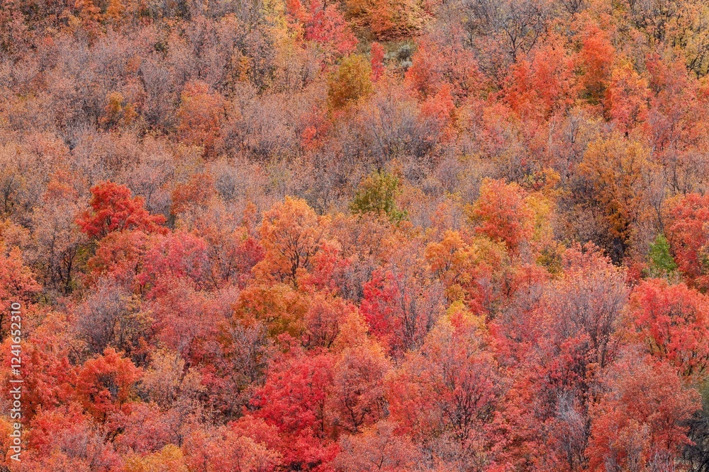 USA, Idaho. St. Charles along Green Canyon Road with hillside blazing in fall color with canyon maple and Aspens. USA, Idaho. St. Charles along Green Canyon Road with hillside blazing in fall color with canyon maple and Aspens.