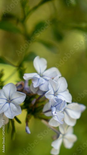 apple tree flowers