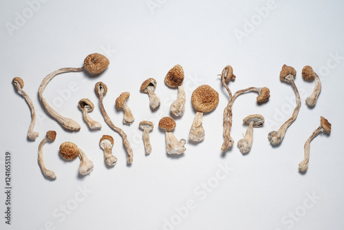 Pattern of Psilocybe Cubensis mushrooms on white background. Psilocybin psychedelic magic mushrooms Golden Teacher. Top view, flat lay. Micro-dosing concept, mind-blowing shrooms.. photo