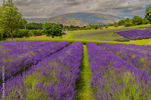 Lavendel fields near Wanaka, New Zealand