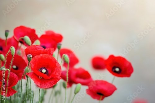 Bright red poppies burst into bloom, showcasing delicate petals and intricate textures against a soft beige backdrop