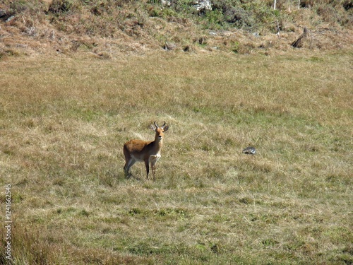 Bohor Reedbuck, Redunca redunca, at the Bale Mountains National Park photo