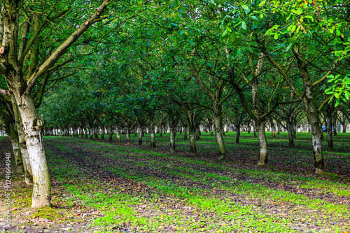 walnut trees