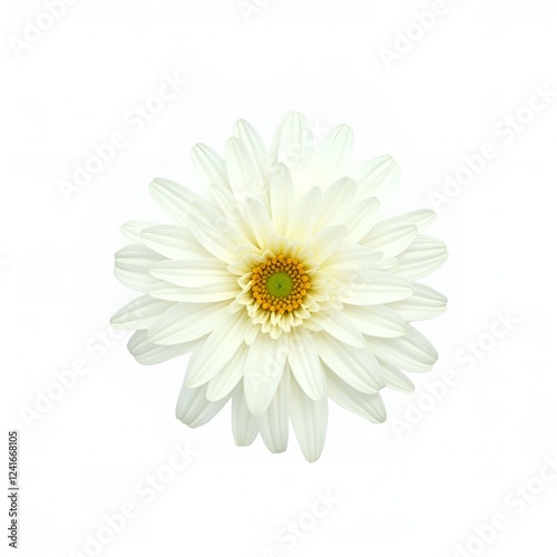 white flower isolated on white background