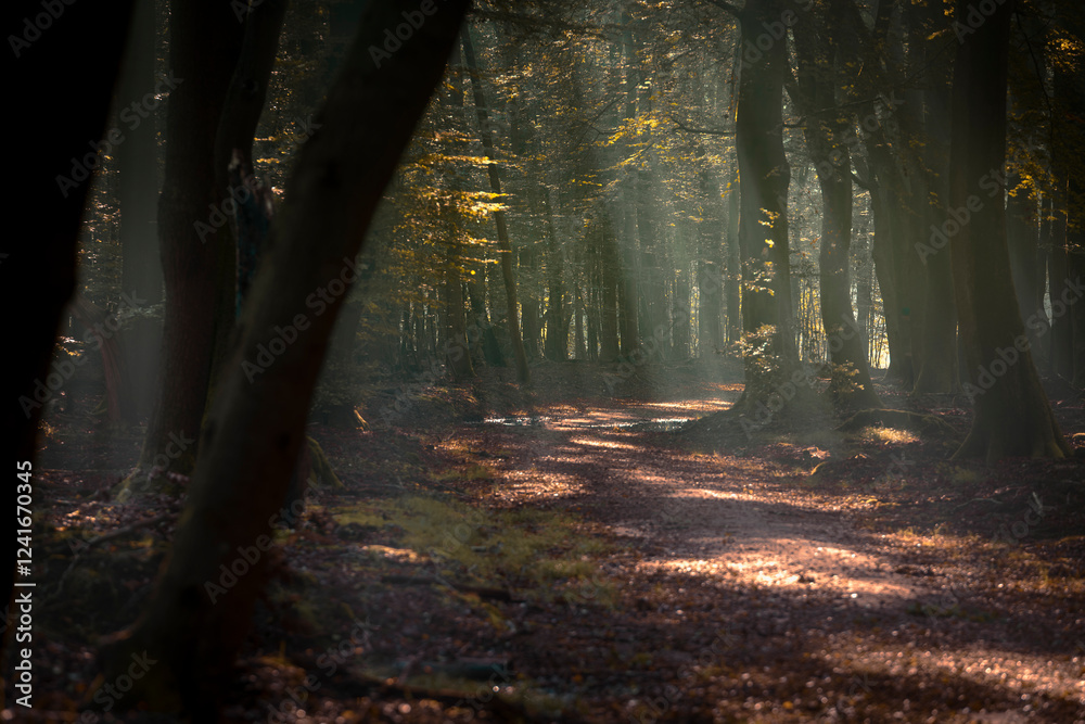 Fototapeta premium Sunray forest in old dark woods