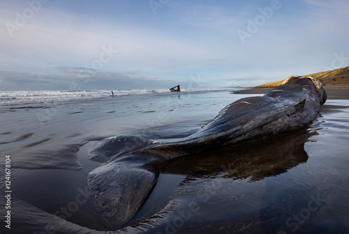 40 foot beached sperm whale in Fort Stevens State Park, Oregon, USA.