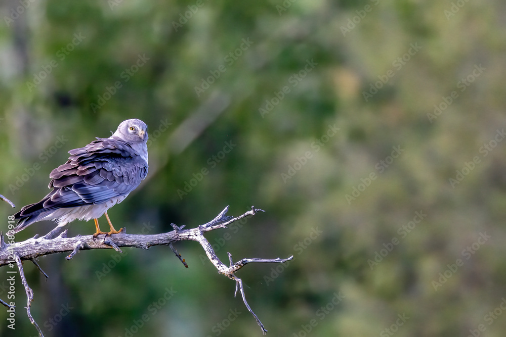 Male northern harrier at the National Bison Range in Moiese, Montana, USA. Male northern harrier at the National Bison Range in Moiese, Montana, USA.