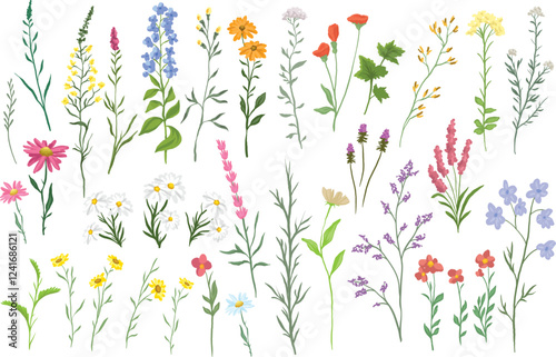 vector illustration of various wildflowers and delicate plants set arranged artistically on a white background