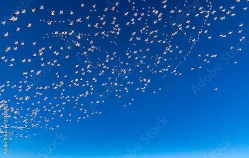 Snow goose take flight at Freezeout Lake Wildlife Management Area near Choteau, Montana, USA.