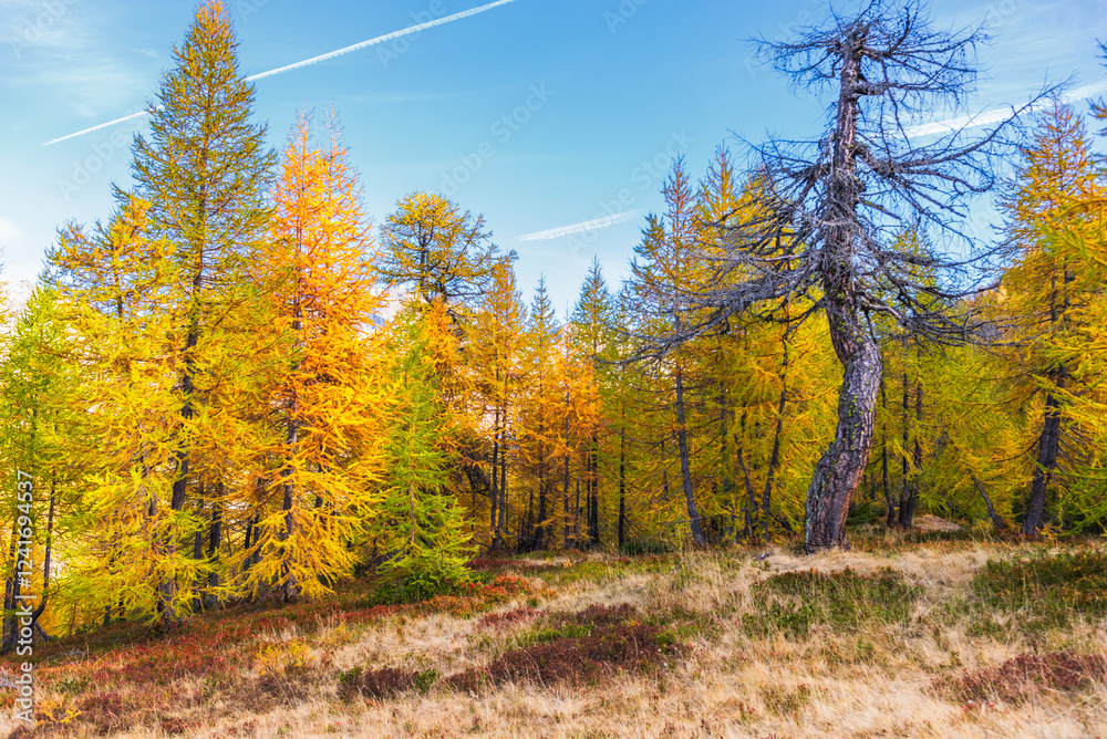 Fototapeta premium autumnal mountain landscape inside the Alpe Devero, Val D'Ossola, Verbania, Italia