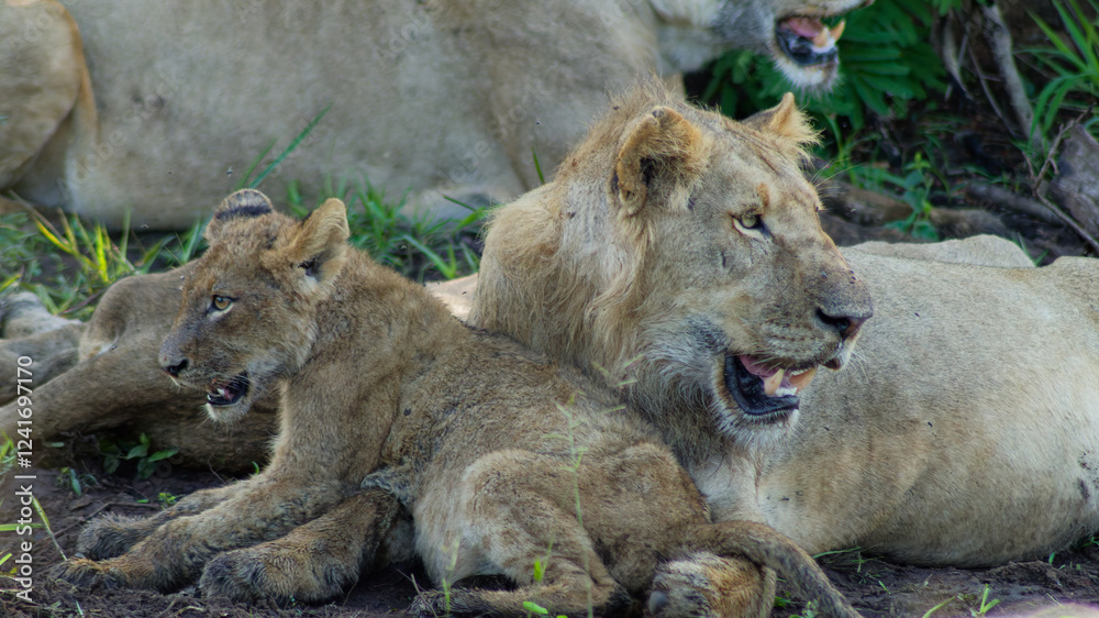 Fototapeta premium Wild & Free: Lion family in the African Wilderness